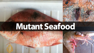 BP Oil Spill Aftermath: Eyeless Shrimp, Clawless Crabs And Fish With Oozing Sores